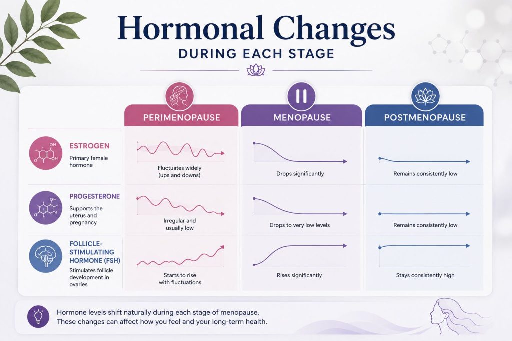 Hormonal Changes During Each Stage
